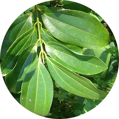 INCI - Škorica Esenciálny olej (Cinnamomum Zeylanicum Leaf Oil) copy